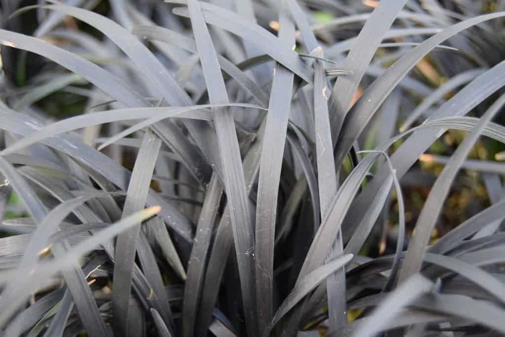 Ophiopogon planiscapus 'Nigrescens' ---